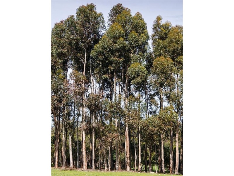 152 Winton Road, Birdwood SA 5234