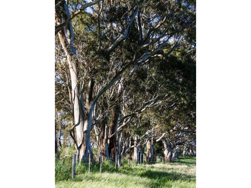 370 Kondoparinga Road, Meadows SA 5201