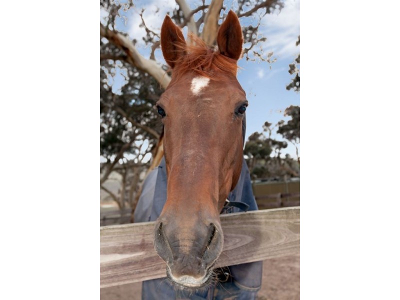 1330 Old Bull Creek Road, Paris Creek SA 5201