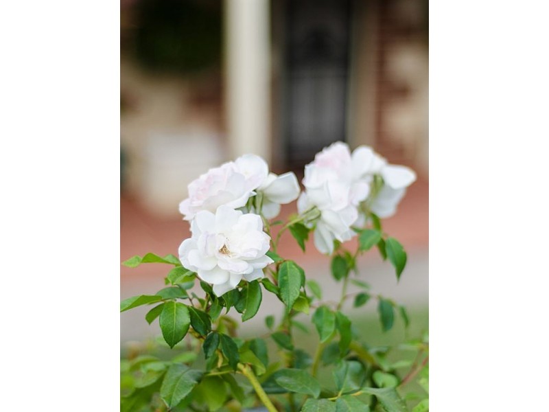 5 Victoria Street, Gumeracha SA 5233