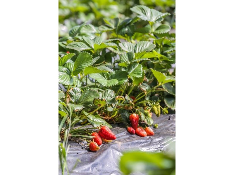 112 Netherhill Road, Kenton Valley, Gumeracha SA 5233