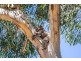 168 Olave Hill Rd (via Upper Sturt Rd M51), Hawthorndene SA 5051