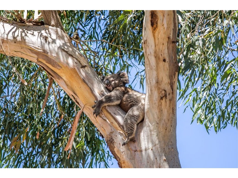 168 Olave Hill Rd (via Upper Sturt Rd M51), Hawthorndene SA 5051