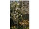 4 Schocroft Avenue, Crafers SA 5152
