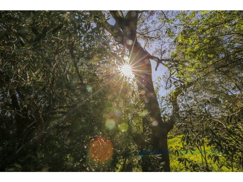 Lot 8 Royal Avenue, Burnside SA 5066