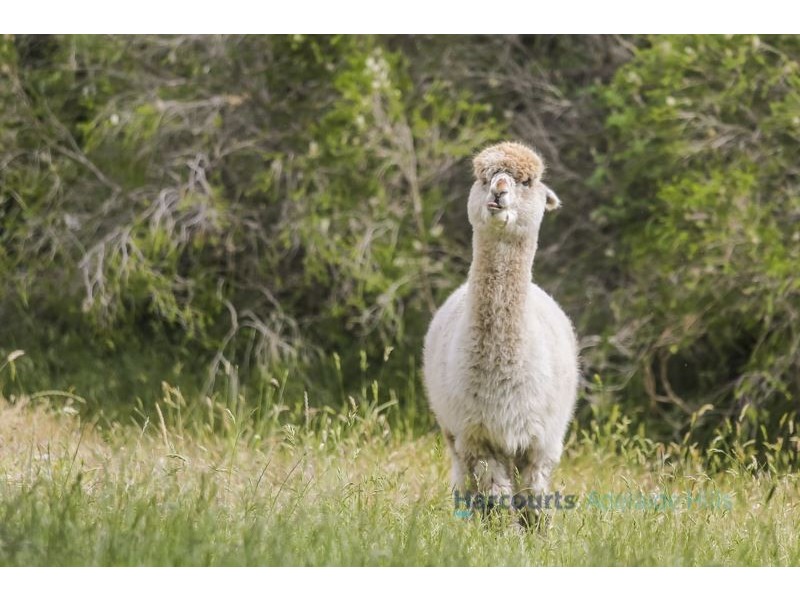 24 Oxford Road, Aldgate SA 5154