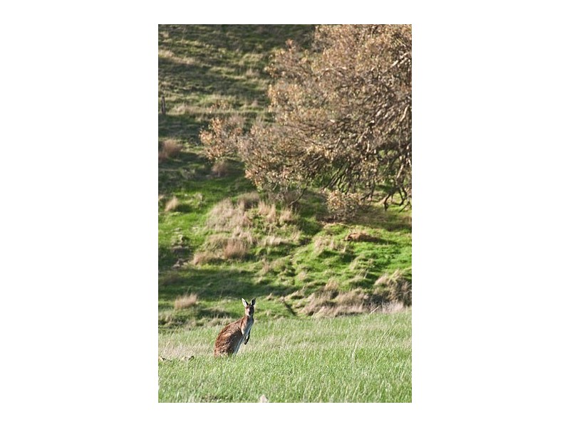 Lot 58 Hender Road, Mount Barker SA 5251