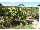 107 Lewis Road, Glynde SA 5070