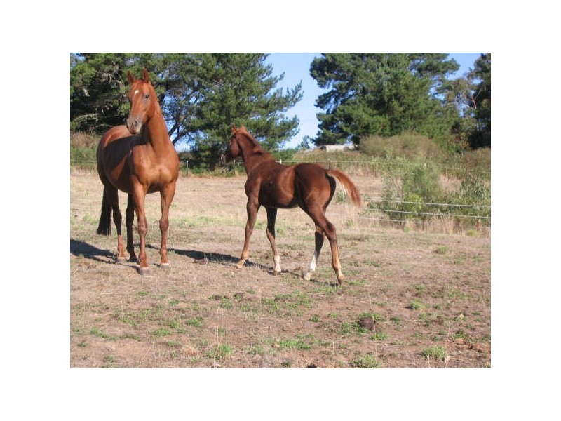 2 Gully Rd, Piccadilly SA 5151