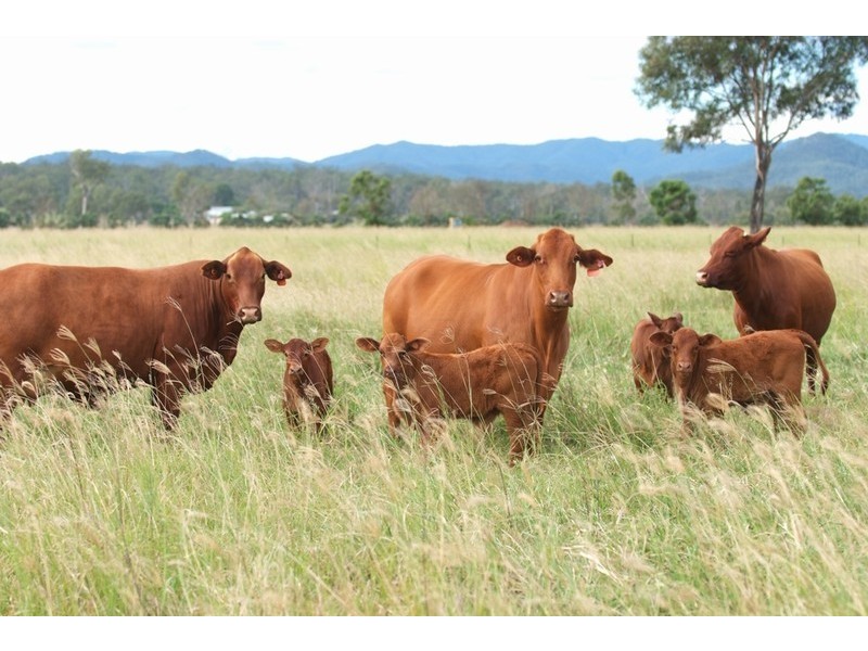 Wivenhoe Pocket QLD 4306