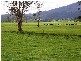 97 Ringarooma Road, Legerwood TAS 7263