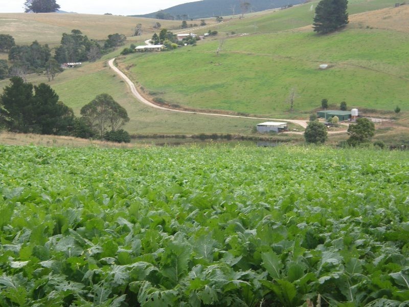 83 Blackwells Road, Winnaleah TAS 7265