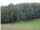. Cuckoo Hill Road, Ringarooma TAS 7263