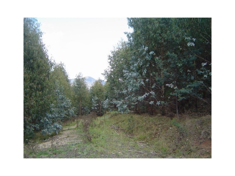 . Cuckoo Hill Road, Ringarooma TAS 7263