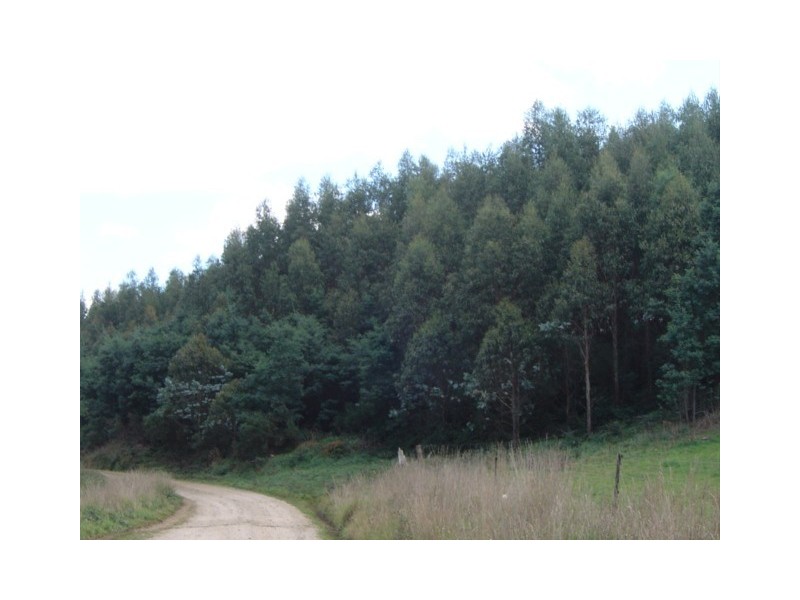 . Cuckoo Hill Road, Ringarooma TAS 7263