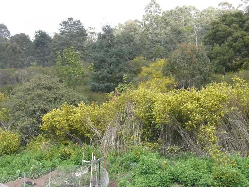 12 Mulhern Street, Derby TAS 7264