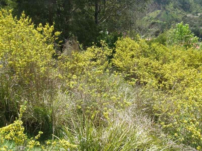 12 Mulhern Street, Derby TAS 7264