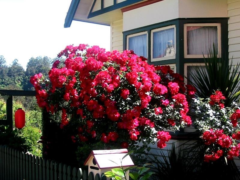 51 Main Street, Derby TAS 7264