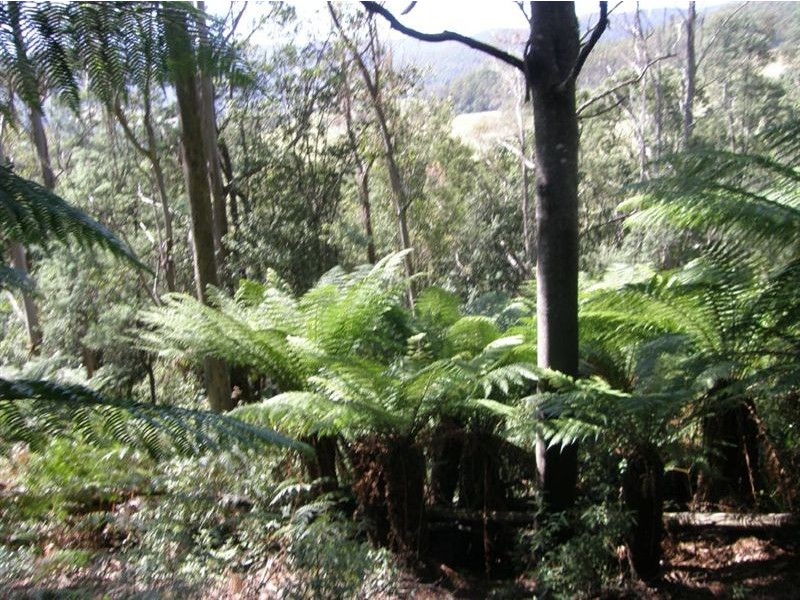 - Mt Victoria Road, Ringarooma TAS 7263