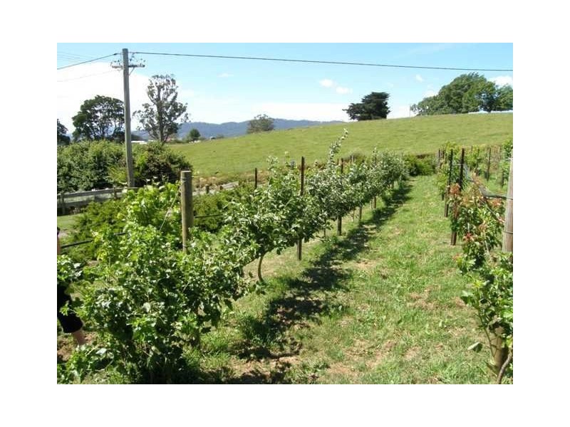 9 Barnett Road, Ringarooma TAS 7263