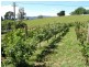 9 Barnett Road, Ringarooma TAS 7263