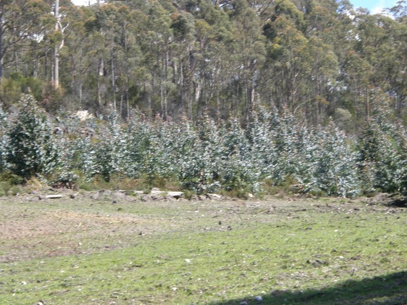 33808 Tasman Highway, Tulendeena TAS 7260