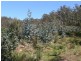 33808 Tasman Highway, Tulendeena TAS 7260