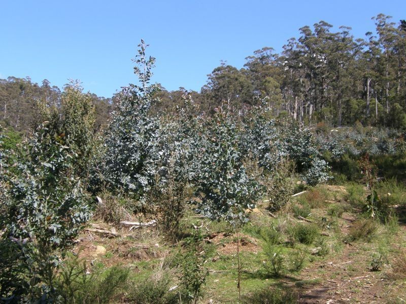 33808 Tasman Highway, Tulendeena TAS 7260