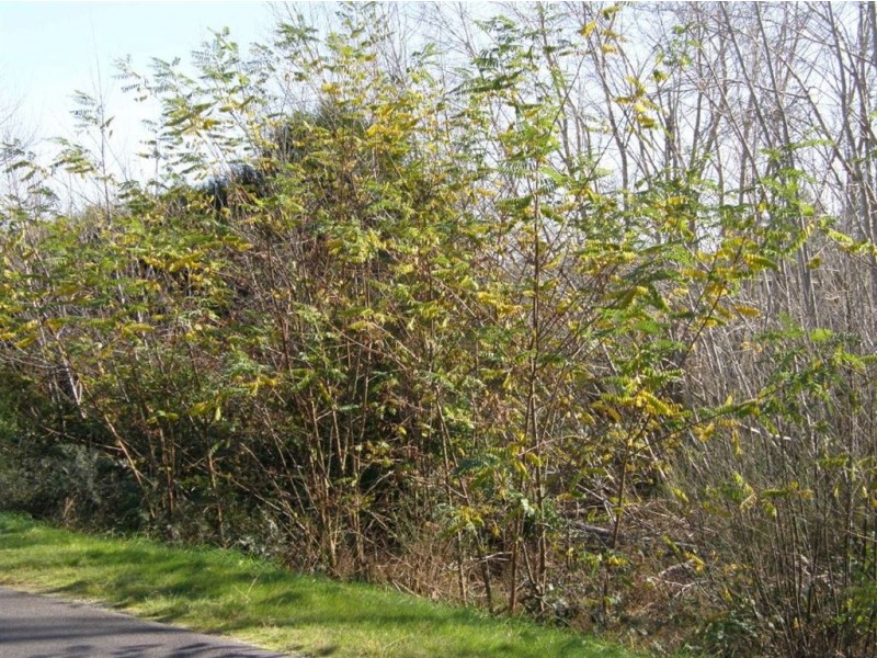 25 Main Road, Pioneer TAS 7264