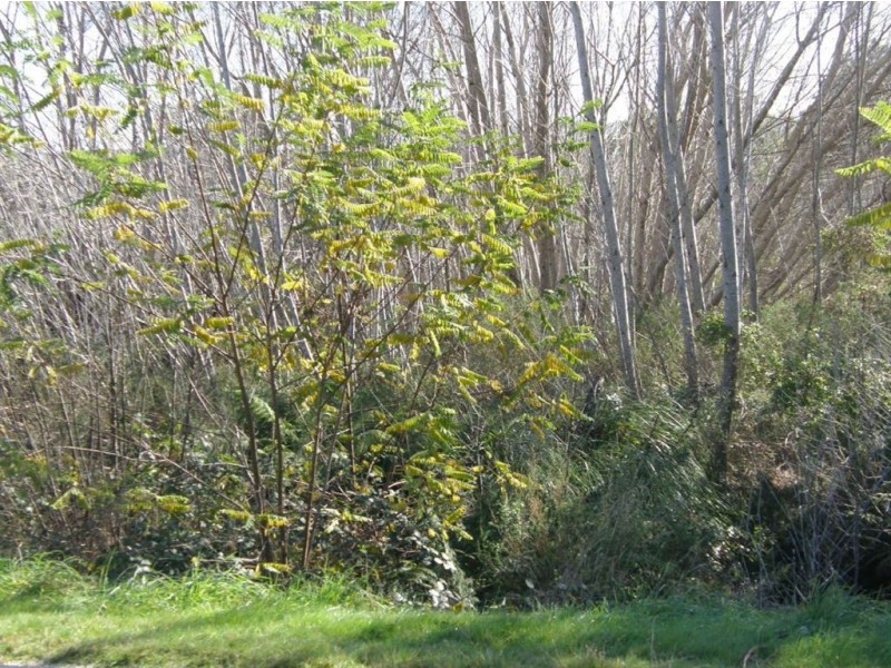 25 Main Road, Pioneer TAS 7264