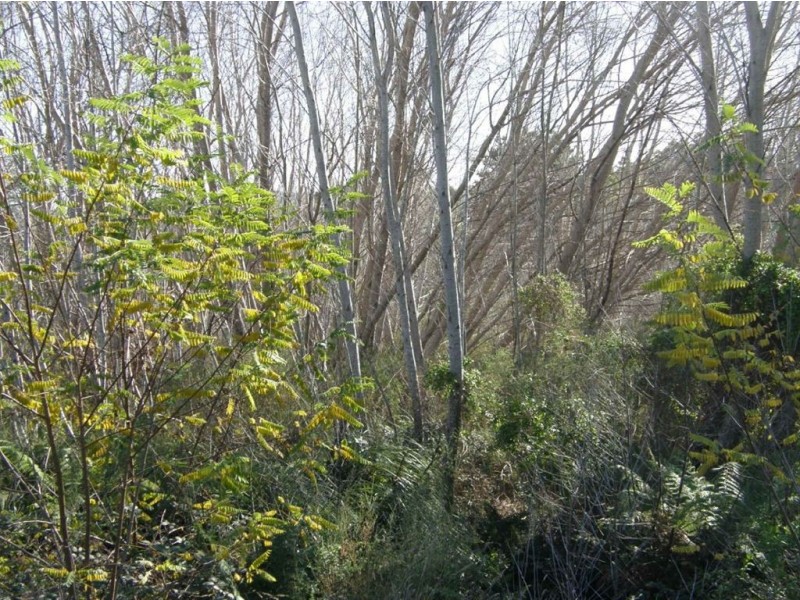 25 Main Road, Pioneer TAS 7264