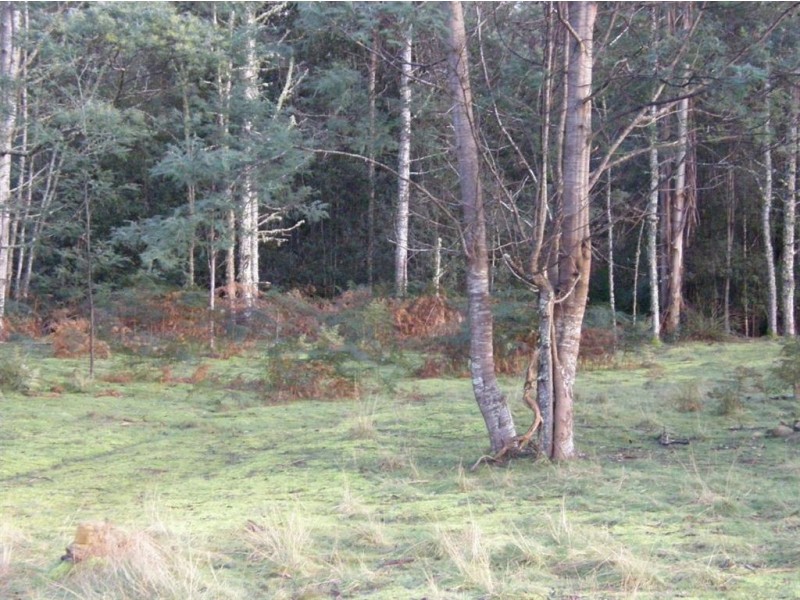 . Mutual Road, Derby TAS 7264