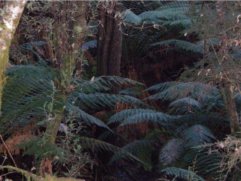 . Mutual Road, Derby TAS 7264