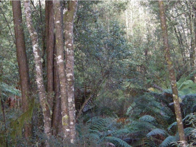 . Mutual Road, Derby TAS 7264