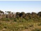 Lot 37073 Thunder & Lightning Road, Cape Barren Island TAS 7257