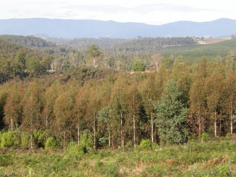 . Richs Road, Scottsdale TAS 7260