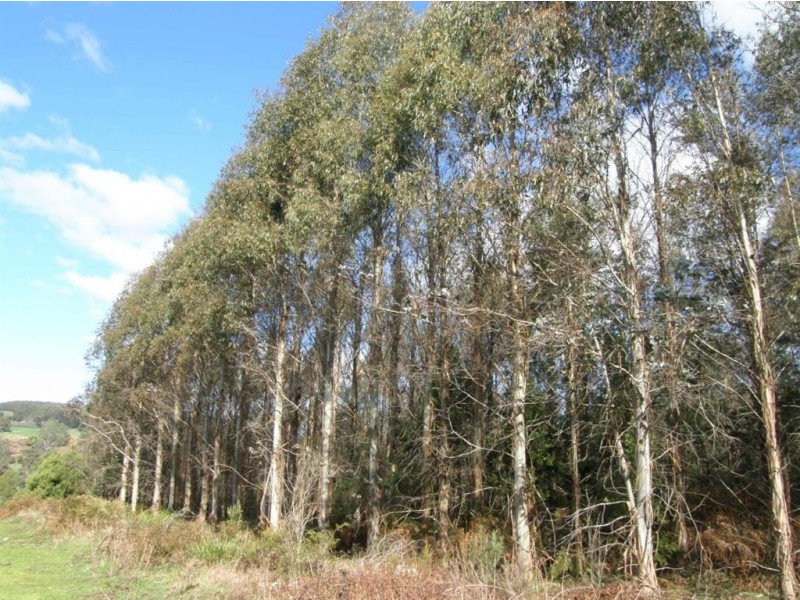 . West Maurice Road, Ringarooma TAS 7263