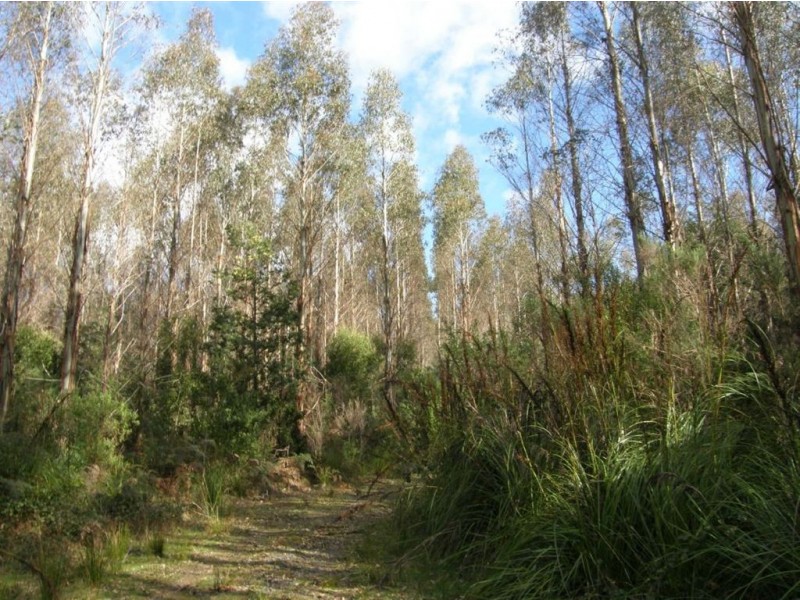 . West Maurice Road, Ringarooma TAS 7263