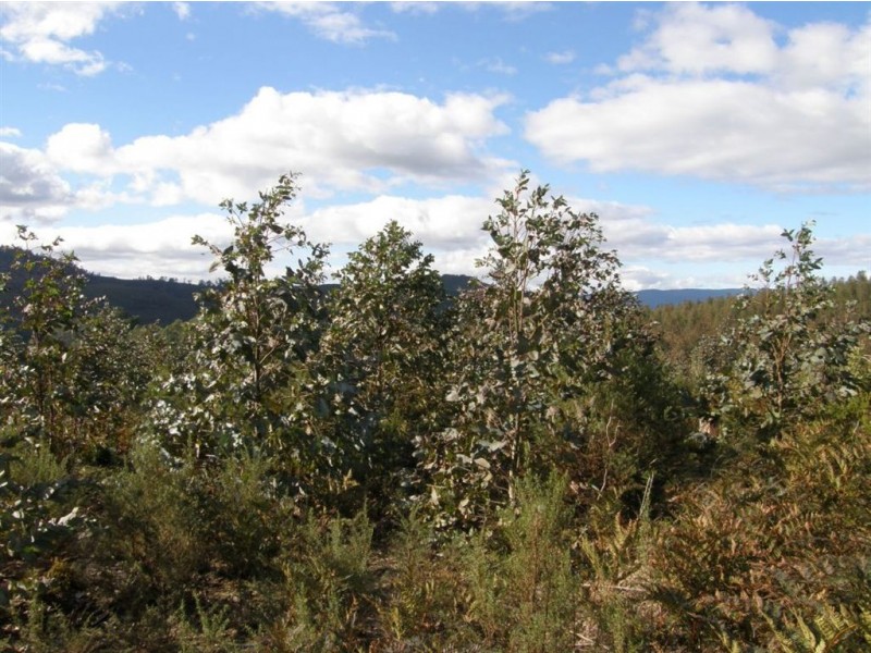 . West Maurice Road, Ringarooma TAS 7263