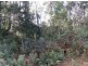 . West Maurice Road, Ringarooma TAS 7263