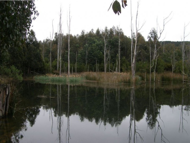 33152 Tasman Highway, Legerwood TAS 7263