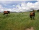 528 Ten Mile Track, Scottsdale TAS 7260