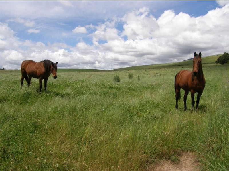 528 Ten Mile Track, Scottsdale TAS 7260