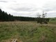 Lot 1 Austins Road, Scottsdale TAS 7260