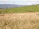 Lot 1 Austins Road, Scottsdale TAS 7260