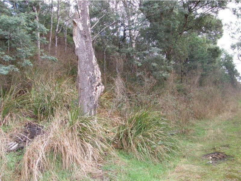 3 Mulhern Street, Derby TAS 7264