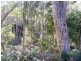 . ” Tiffanys Park” Bridport Back Road, Nabowla TAS 7260