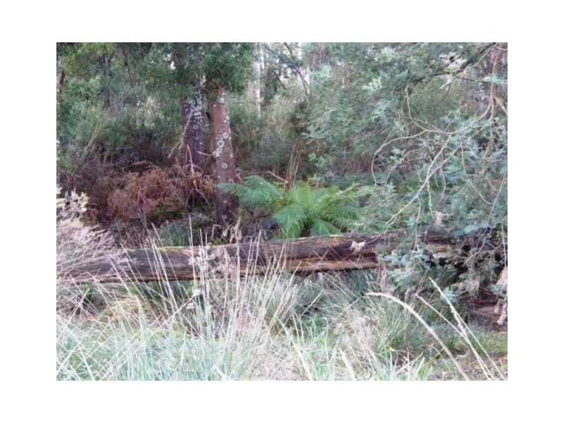 . ” Tiffanys Park” Bridport Back Road, Nabowla TAS 7260