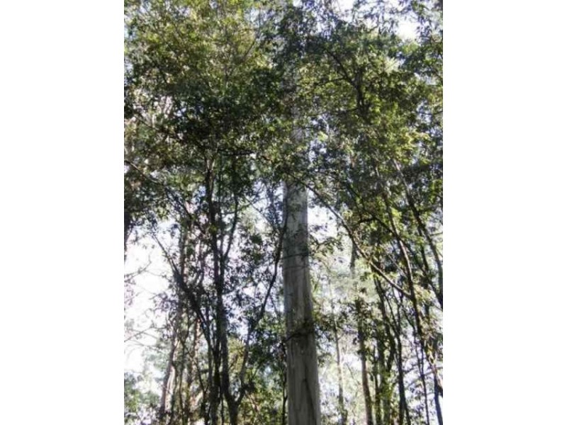 . ” Tiffanys Park” Bridport Back Road, Nabowla TAS 7260