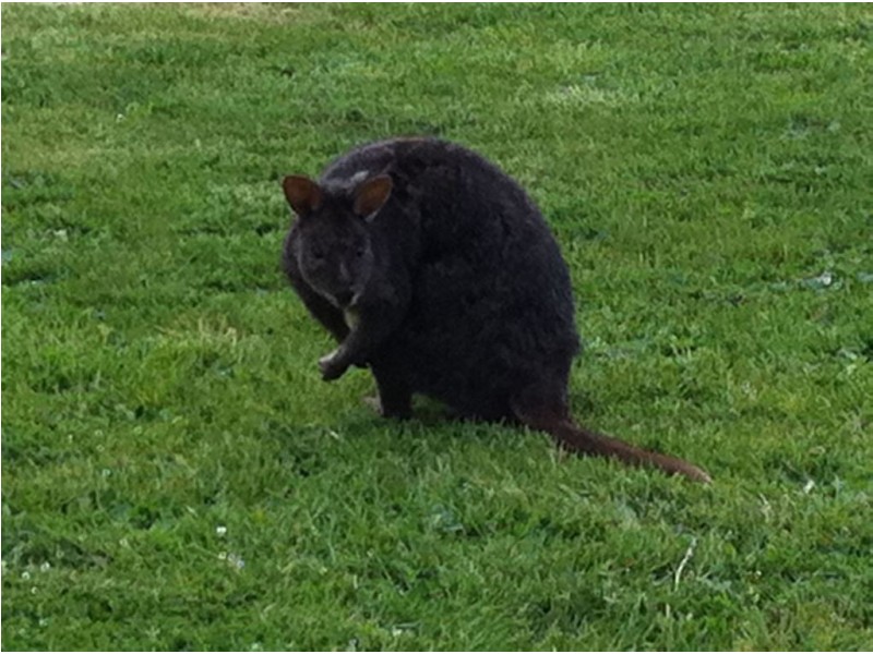 47 Scott St, Branxholm TAS 7261